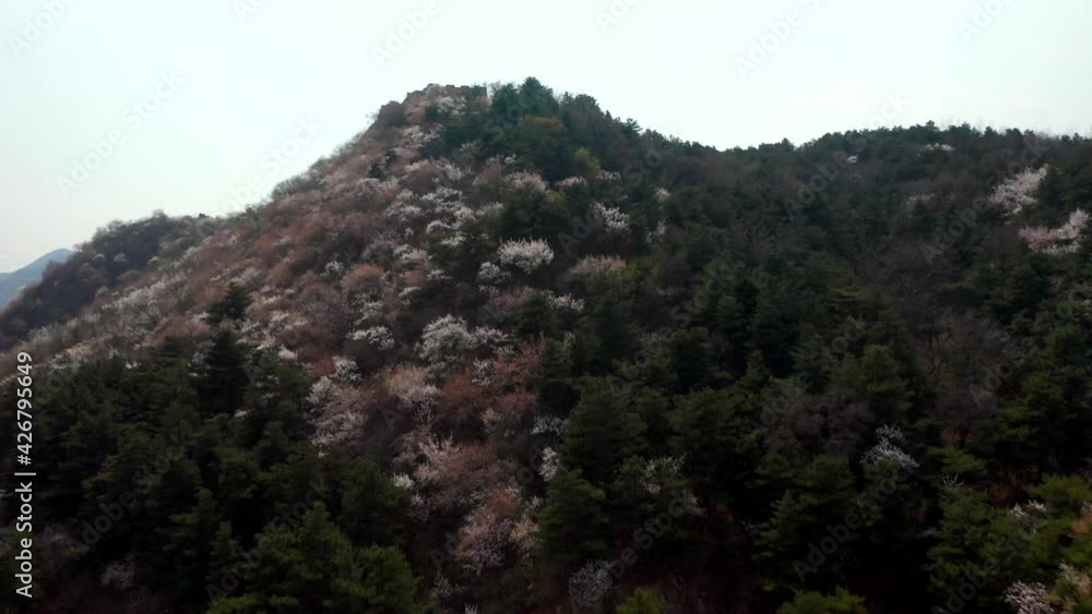 Aerial photos of apricot blossom in spring in Beijing Aerial photos of apricot blossom in spring in Beijing