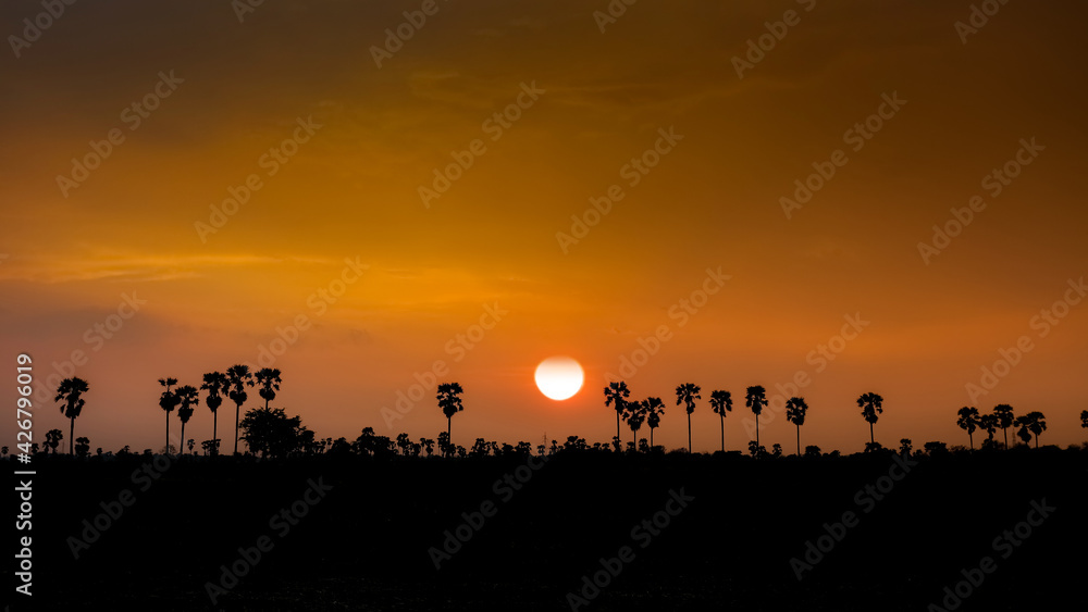 Silhouette palm trees at sunset.