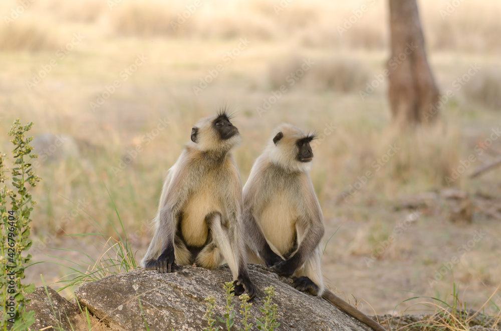Gray Langur or monkey in the wilderness with use of selective focus 