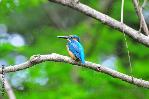 カワセミの休憩　Kingfisher break © Hideki