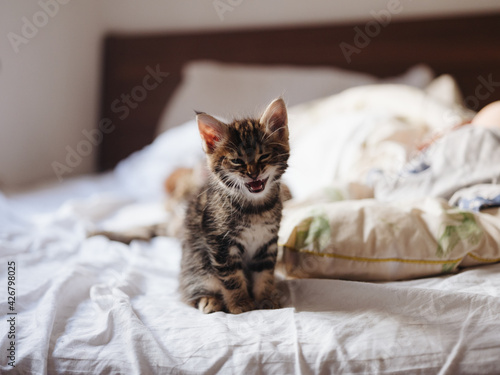 The kitten sits on a bed indoors and a white pillow in the background © SHOTPRIME STUDIO