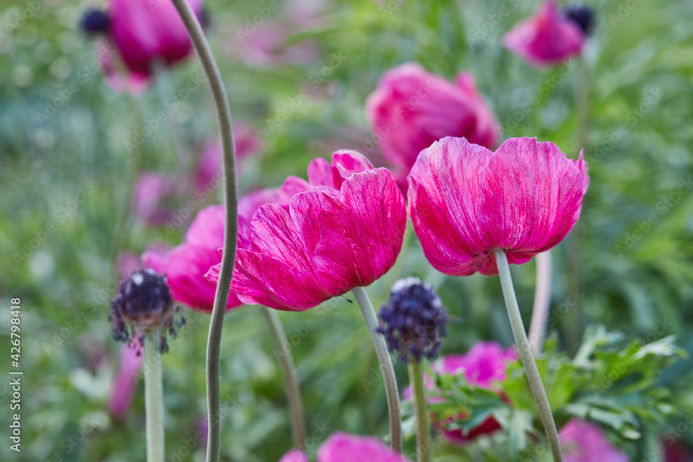 Collecting beautiful colorful flowers on the farm in the greenhouse is great attraction for relaxation Collecting beautiful colorful flowers on the farm in the greenhouse is great attraction for relaxation