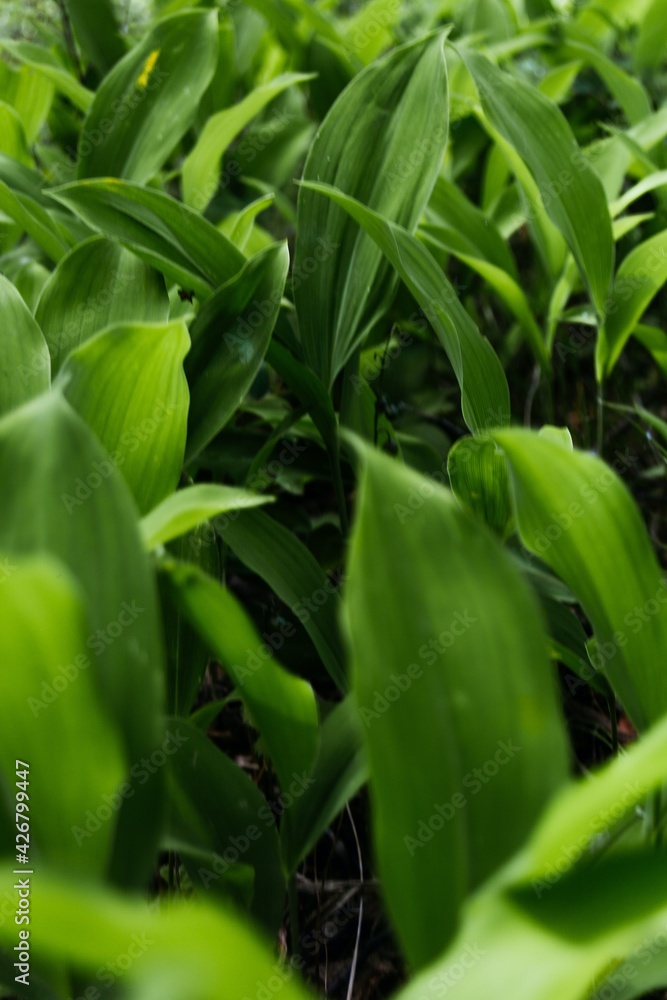 background of small green plants grass background of small green plants grass