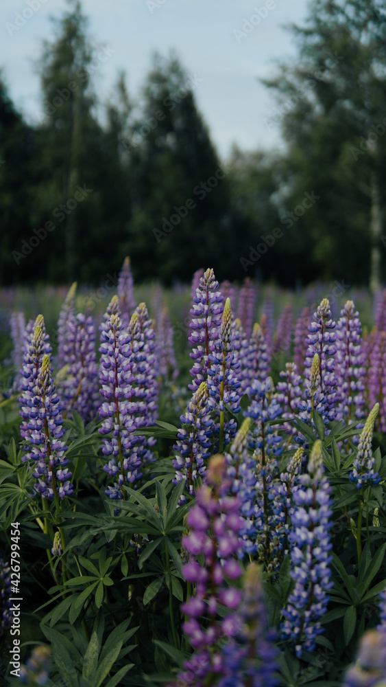 Lupinus field with pink purple and blue flowers. A field of lupines. Violet and pink lupin in meadow. Purple and pink lupin bunch Lupinus field with pink purple and blue flowers. A field of lupines. Violet and pink lupin in meadow. Purple and pink lupin bunch