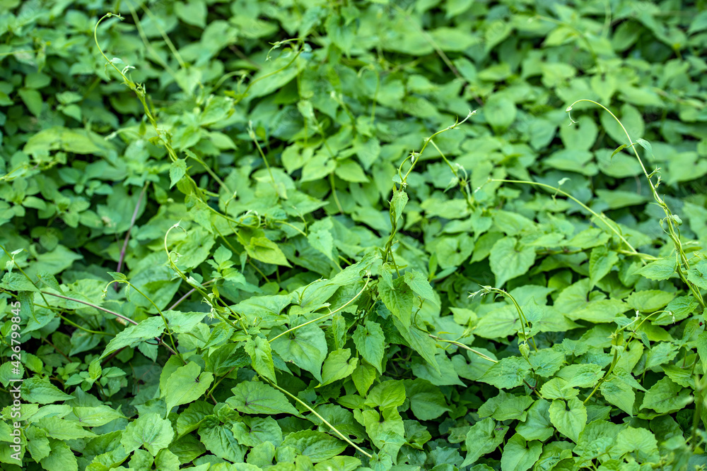 green leaves background