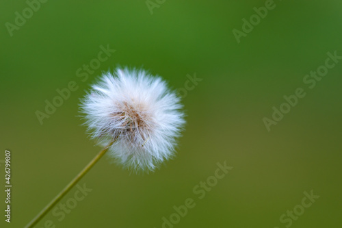 A dandelion flower in bloom
