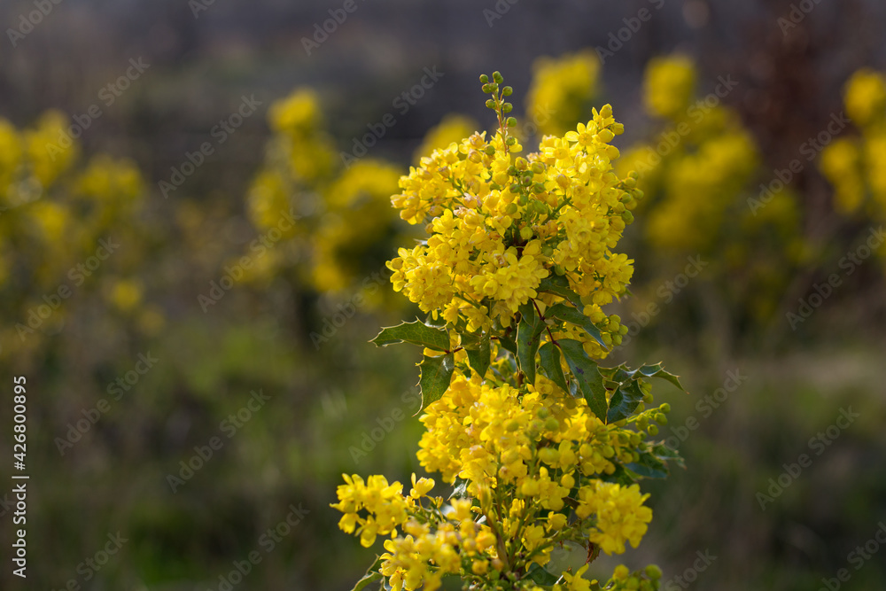 Obraz premium Oregon Grape Holly (Mahonia aquifolium) plant with flowers