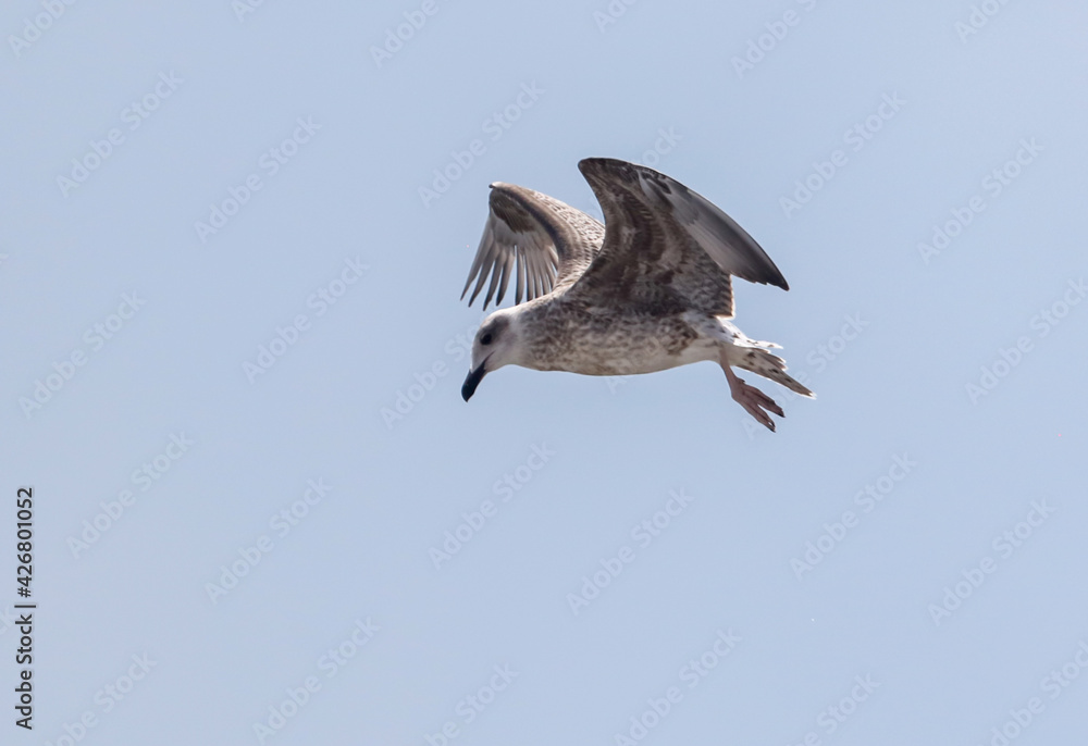 Obraz premium Seagull flies in the blue sky.