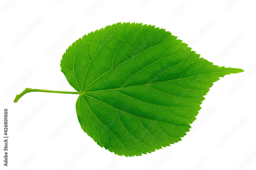 Fototapeta premium Green Linden leaf on white background. Full depth of field.
