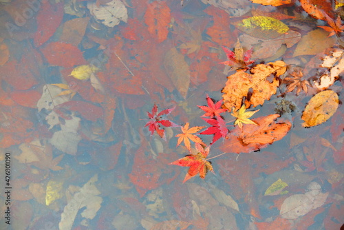 公園の池に落ちた紅葉と枯れ葉の風景9