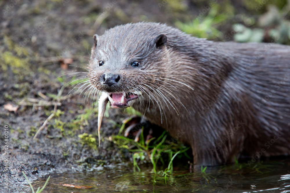 A wild female European Otter (Lutra lutra) eating a fish on the river bank, Norfolk, UK. A wild female European Otter (Lutra lutra) eating a fish on the river bank, Norfolk, UK.