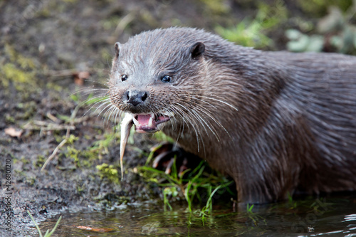 A wild female European Otter (Lutra lutra) eating a fish on the river bank, Norfolk, UK.