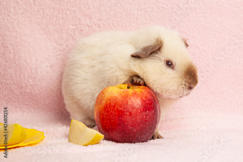a beige guinea pig, on a pink background, climbed on a red apple.