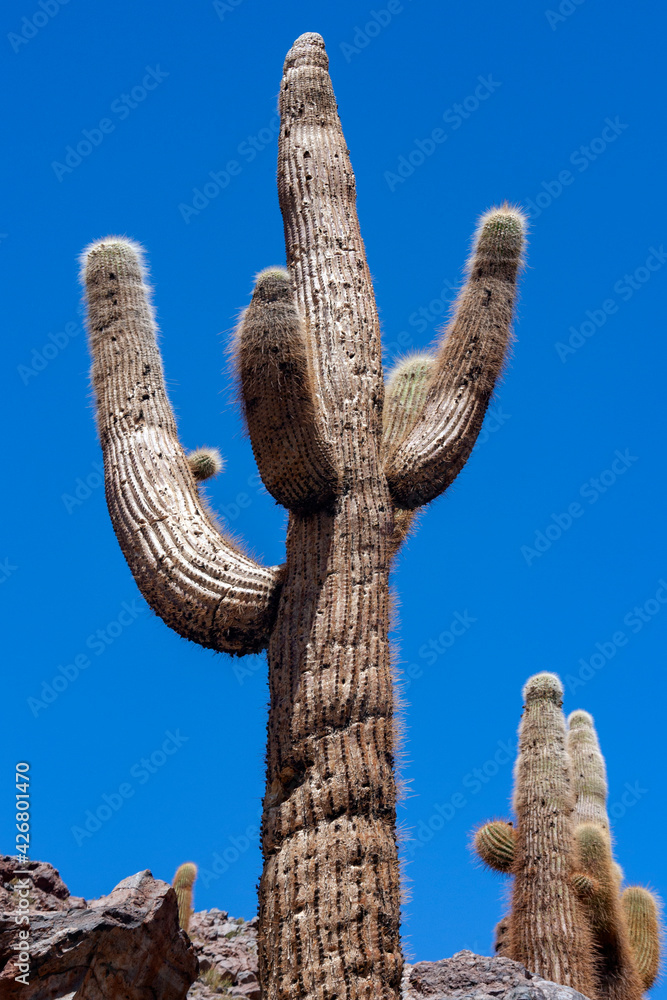 Candelabra Cactus in the Atacama Desert - Chile