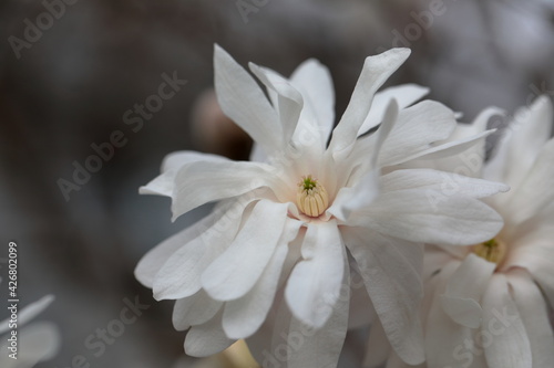 Closeup of white Magnolia flower in Spring season.