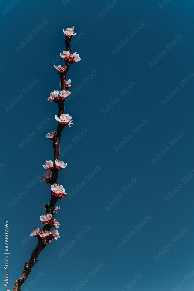 A vertically directed branch of blooming prunes against the sky, background for a postcard - obrazy, fototapety, plakaty 