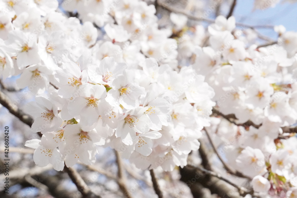 満開の桜のクローズアップ/Close up of full blooming cherry blossoms