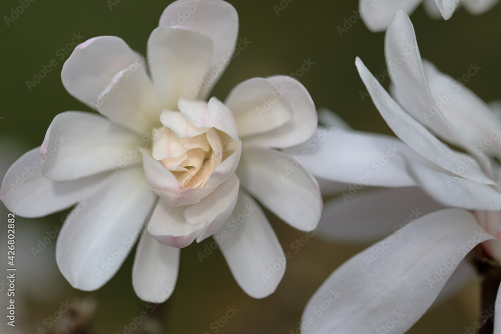 Closeup of white Magnolia flower in Spring season. Closeup of white Magnolia flower in Spring season.