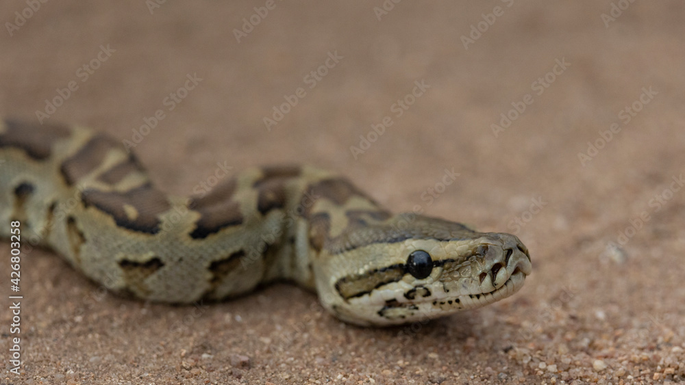 African rock python close up African rock python close up