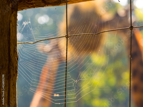 Canvas Print Baringo giraffes are in the spider net