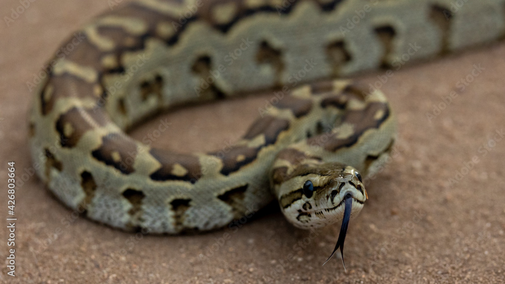 African rock python ready to strike African rock python ready to strike