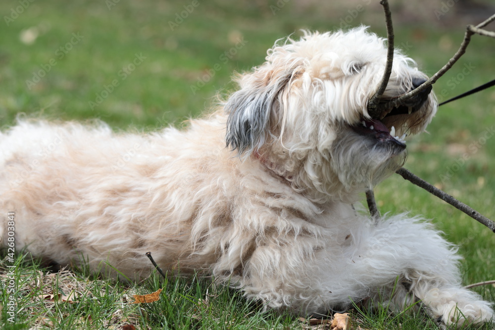 A soft Coated Wheaten Terrier A soft Coated Wheaten Terrier
