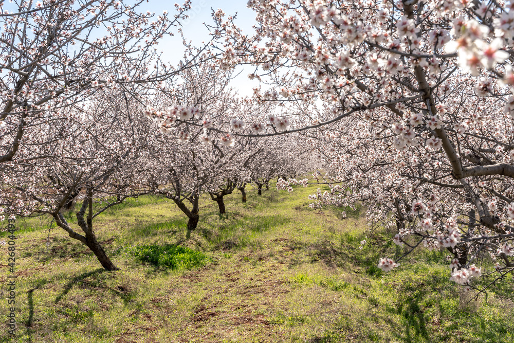 Large garden of white almond flowers, agriculture. Location for photo shoots.