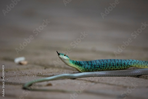 Spotted bush snake feeding on a lizard