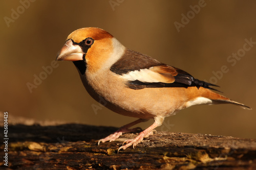 The hawfinch (Coccothraustes coccothraustes) sitting on the branch.Portrait of a very colorful European songbird with a brown background.