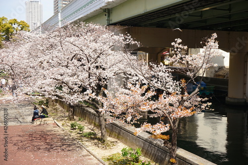 Cherry Blossoms, Sakura, along with river at Honmachi district in Osaka, Japan - 日本 大阪 本町 川沿い 春の桜並木  photo