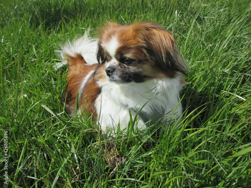 Bild auf Leinwand Kleiner Hund liegt in der Wiese und ruht sich aus