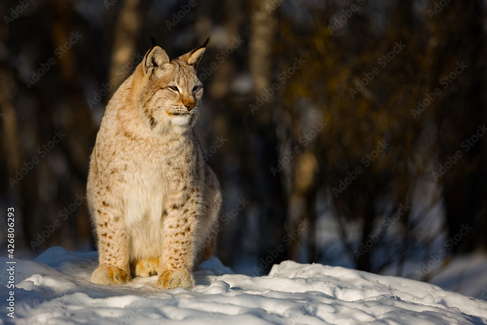 Lynx looking away while sitting on snow during sunny day Lynx looking away while sitting on snow during sunny day