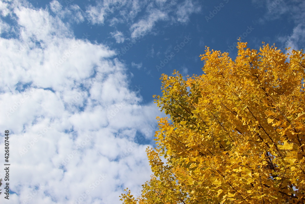 Fototapeta premium イチョウの木と青空