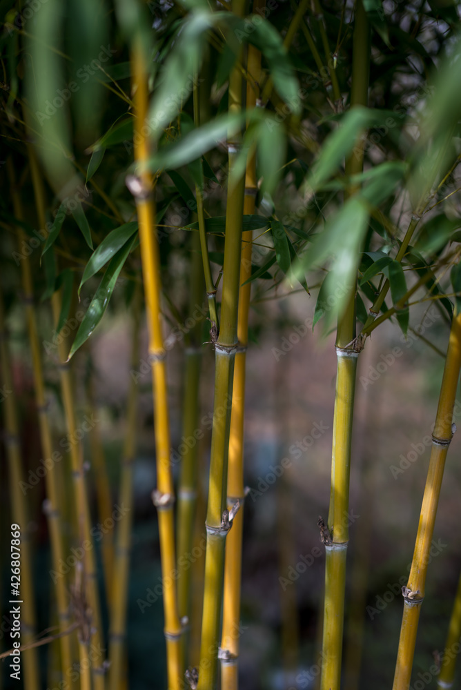 Bamboo garden sustainably growing in authentic Asian garden Bamboo garden sustainably growing in authentic Asian garden