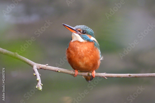 Female kingfisher on a branch © Gonzalo