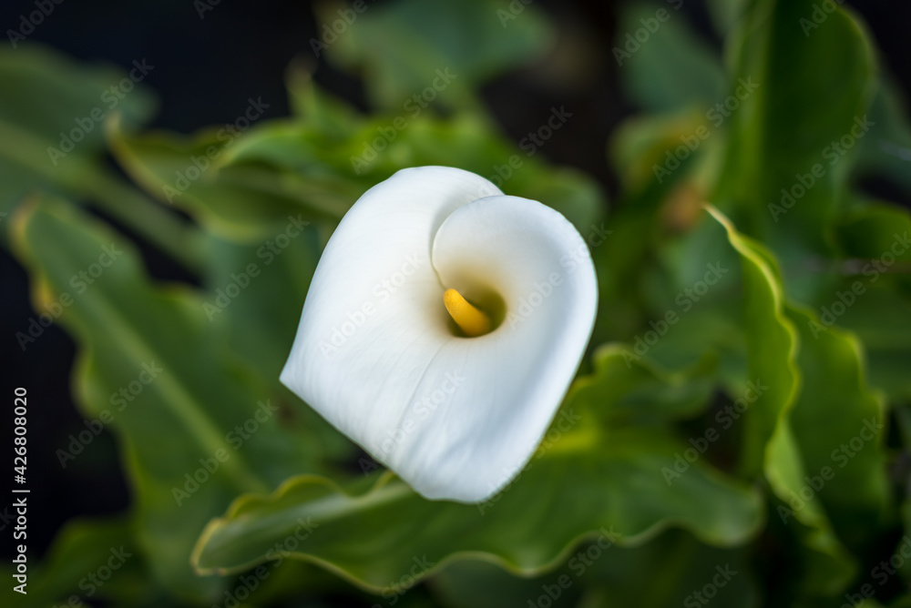 Beautiful white flower growing abundantly in garden Beautiful white flower growing abundantly in garden