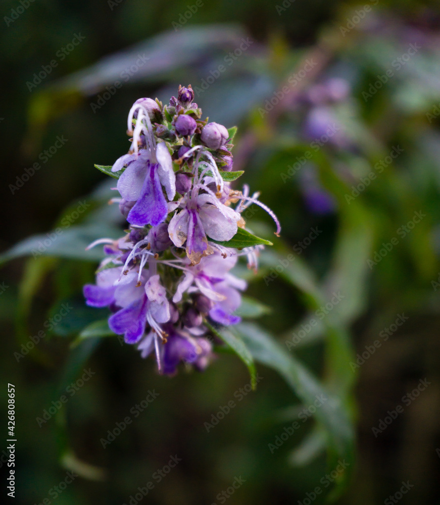 Vitex agnus-castus, also called vitex, chaste tree (or chastetree), chasteberry, Abraham's balm, lilac chastetree, or monk's pepper, is a native of the Mediterranean region. Vitex agnus-castus, also called vitex, chaste tree (or chastetree), chasteberry, Abraham's balm, lilac chastetree, or monk's pepper, is a native of the Mediterranean region.