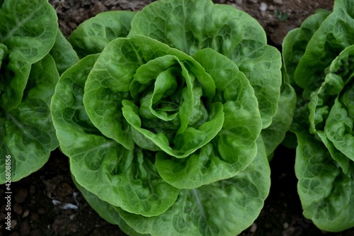 A organic lettuce in the garden