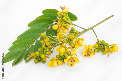 Senna siamea flower isolated on white background.