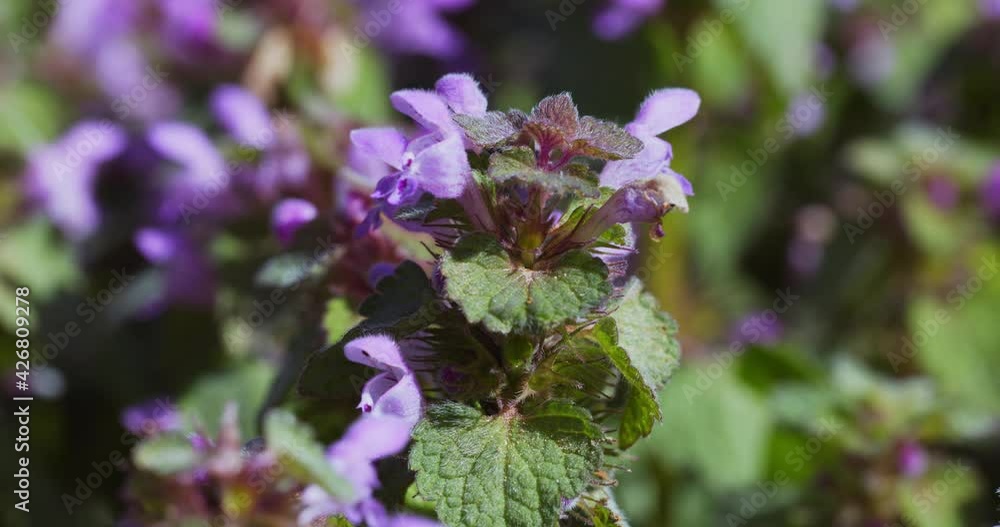 Flowers of Lamium purpureum, known as red dead-nettle, purple dead-nettle, or purple archangel Flowers of Lamium purpureum, known as red dead-nettle, purple dead-nettle, or purple archangel
