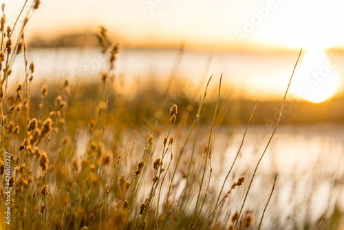 Wonderful golden rays at sunset lighting up reed grass on the edge of a beautiful lake 