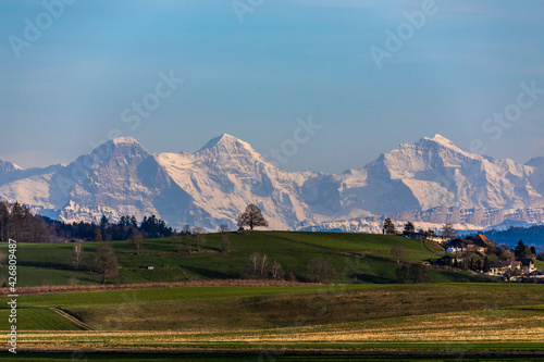 ersigen loberg lindenbaum mit eiger m  nch und jungfrau