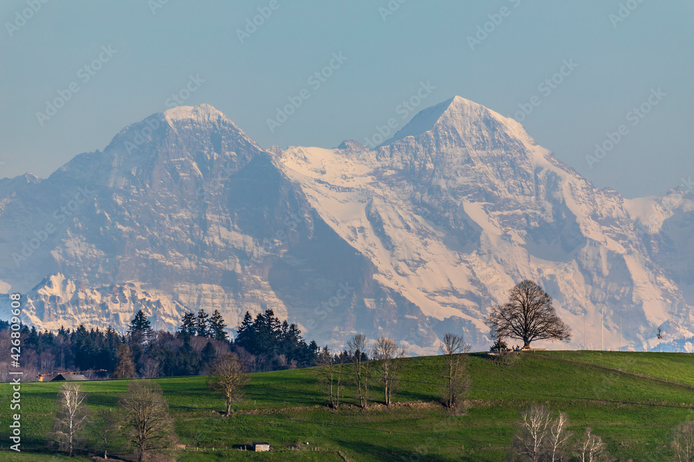 Fototapeta premium ersigen loberg lindenbaum mit eiger mönch und jungfrau