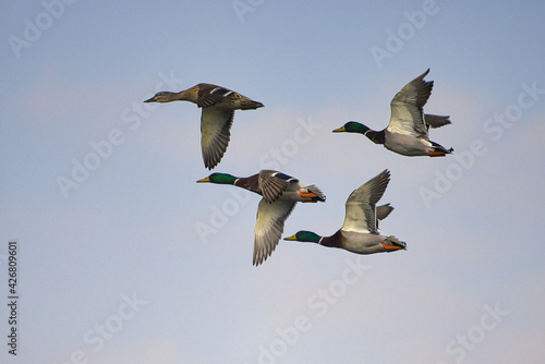 FLYING DUCKS