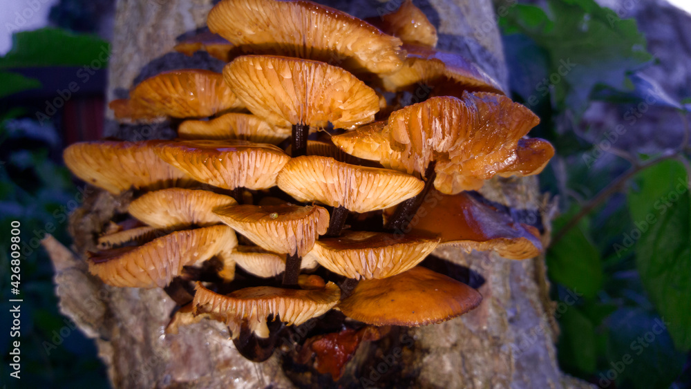 Poisonous Jack o'Lantern mushrooms on their typical location, bottom of a tree trunk. Illuminated by built-in flash. Poisonous Jack o'Lantern mushrooms on their typical location, bottom of a tree trunk. Illuminated by built-in flash.
