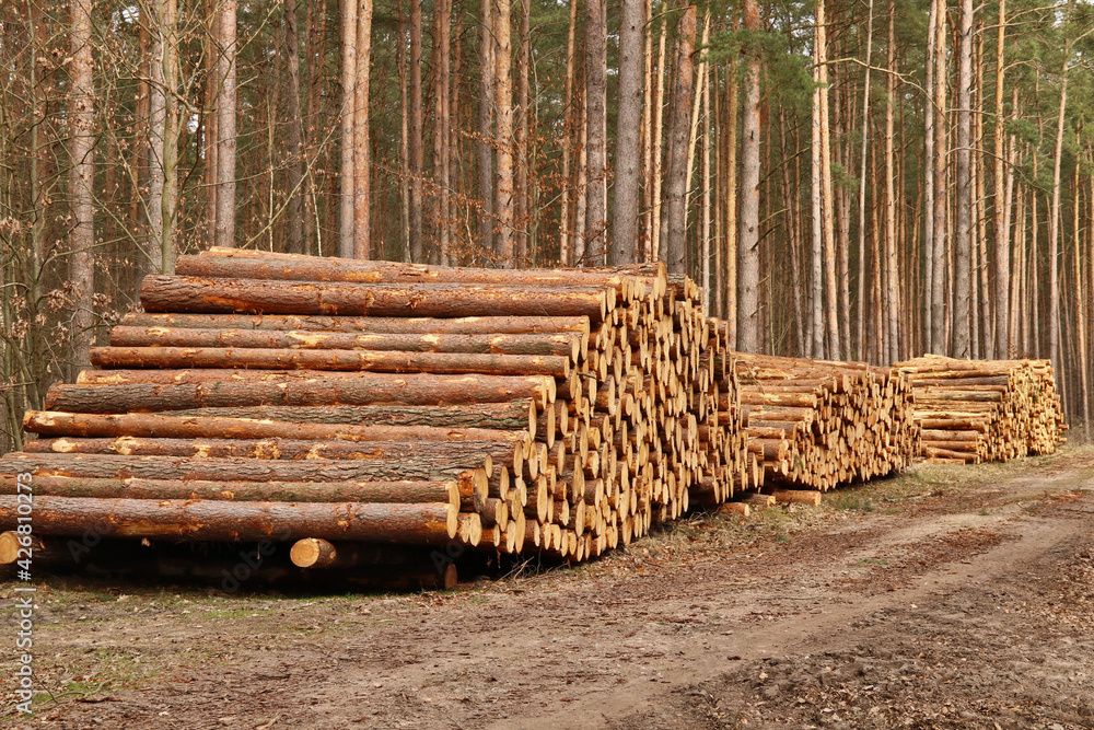 holzpolter-nach-der-holzr-ckung-am-waldweg-stock-photo-adobe-stock