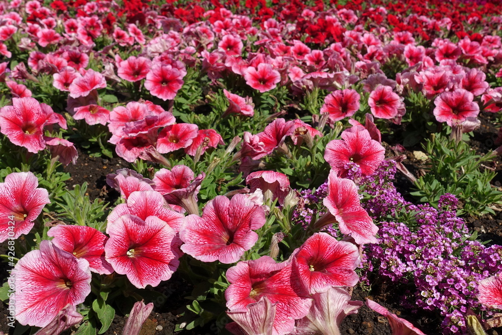 flower garden flower garden