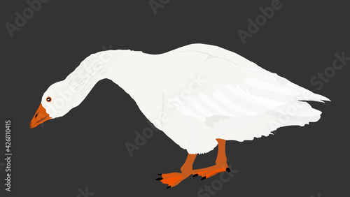 Goose vector illustration isolated on black background. White goose (Anser anser domesticus) isolated on a white background. Water bird. Domestic animal. Gander symbol.