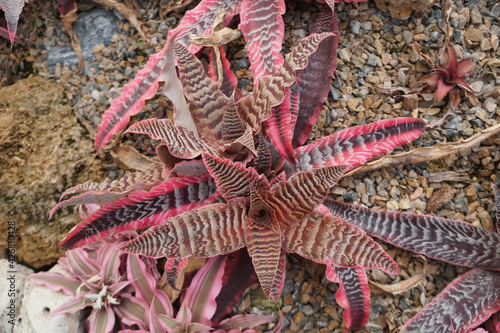 Cryptanthus Fosterianus Elaine has chocolate-brown leaves with zebra like gray stripes. © Montree