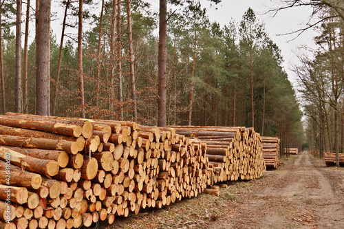 Holzpolter nach der Holzrückung am Waldweg